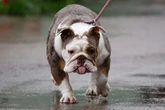 Man avoids jail after throwing dog over fence onto concrete