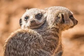 Groupon offers 64% off meerkat and lemur experiences at 'fantastic' Midlands zoo