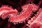 Victorian superbug returns as drug-resistant strain hits record levels - map of outbreaks