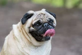 Gran died after being licked on the leg by a dog