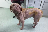 Pet owner who ‘severely neglected’ his pedigree dog jailed