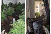 Huge cannabis farm found inside former Worcester home after 'concerns'