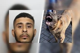 Murderer's 'out of control' dog scaled 8ft fence and attacked screaming girls