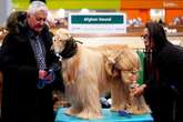 Crufts 2025 Day 1 results as winners for Terrier and Hound groups expected