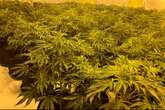 Cannabis farms worth millions uncovered in Telford raids