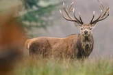 Suspected poachers arrested after deer remains discovered