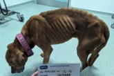 Ten-year ban for kennels owner who was trusted with pets but let dogs suffer