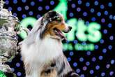 Crufts 2025 confirmed for NEC and these are the three most popular dogs entered