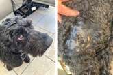 Dog attack in Sutton Park leaves cockapoo owner 'in tears' with dislocated shoulder