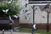 Expert shares trick to keep pigeons out of your garden by using one item found 'offensive'