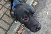 Dog owner who beat his puppy with ‘considerable force’ handed lifetime ban