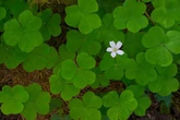 Six Clovers crypto: What is it and why is it so popular?