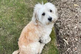 Pregnant woman watched in horror as beloved dog mauled to death