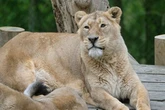 Dudley Zoo announce death of lioness and say 'she will be missed'