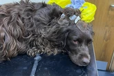 Dog owners warned of 6 'silent killers' lurking on autumn walks