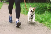 Urgent alert issued as dogs and foxes die after eating 'poison' in UK park