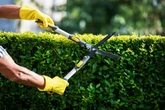 Householders told to stop cutting hedges for seven months or face unlimited fine
