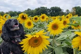 21 gorgeous photos of sunflowers at farm near Birmingham - and it's free to visit