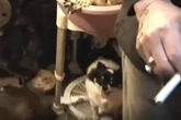 Moment 'rancid' puppy farm discovered as cruel couple who made £100k walk free from court