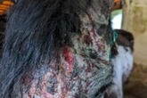 Cruel owners neglected horse and put him down before vets could give urgent care
