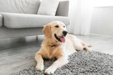 Dog owners warned 'pay attention' as 'subtle' change could signal 'real danger'