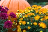 Gardening experts share top tips for fruit that needs to be planted in June - ready for October