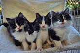 Birmingham facing 'cat crisis' as RSPCA issues urgent plea