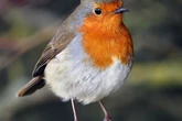 RSPB issue urgent advice for gardeners to help birds through July