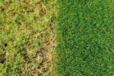 Amazon reduces 'bestselling' lawn treatment that 'kills moss' and helps grass 'grow greener in 7 days'