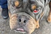 Bulldog beaten up in Birmingham in sustained attacks leaving him with fractures