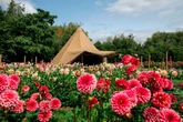 Flora Fields PYO flower field at Webbs Wychbold - in pictures