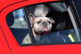 Dog owners warned common car mistake could land them £5,000 fine