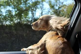 Drivers risk fines of up to £5,000 for allowing their dogs to do one thing
