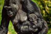 Zoo's warning as 'harmful' trespassers target gorilla enclosure after seeing 'false information online'