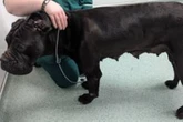 Dog owner who left pet with untreated fight injuries banned from keeping animals