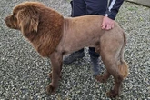 'Lion' seen roaming through woods turns out to be dog with new haircut