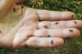 Ants hate the smell of 'cheap and easy' recipe to keep them from your home
