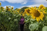 Sunflower field with free entry and farm shop opens on outskirts of Birmingham