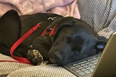 Severe hip dysplasia leaves puppy struggling to live like a normal dog