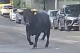 Watch as runaway bull stops traffic on busy Birmingham street