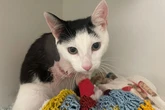 Birmingham mum heartbroken after 'two cats shot dead' and third has 'leg amputated'
