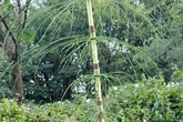 Gardeners warned over prehistoric plant that can cause more damage than knotweed