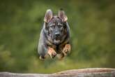 Fantastic images of 'Superhero' dogs in mid flight