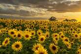 You can visit this sensational sunflower field near Birmingham for free this summer