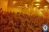 Police bust £200k drug factory in early-morning raid