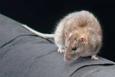 How to get rid of rats and mice as pest control expert says 'act fast'