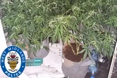 Location of £1million cannabis den revealed by police as man busted inside loft
