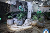 'Major' cannabis farm busted on Midlands high street after call from British Gas