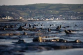 The beach that hides a submerged petrified forest less than three hours from Birmingham