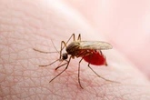 Warning to UK tourists as bugs carrying 'fatal disease' detected in Spain